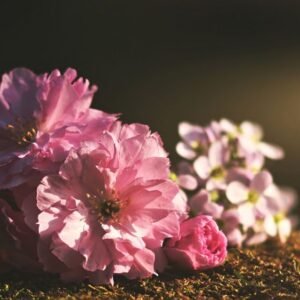 Bó mẫu đơn hồng Peony Pink 8